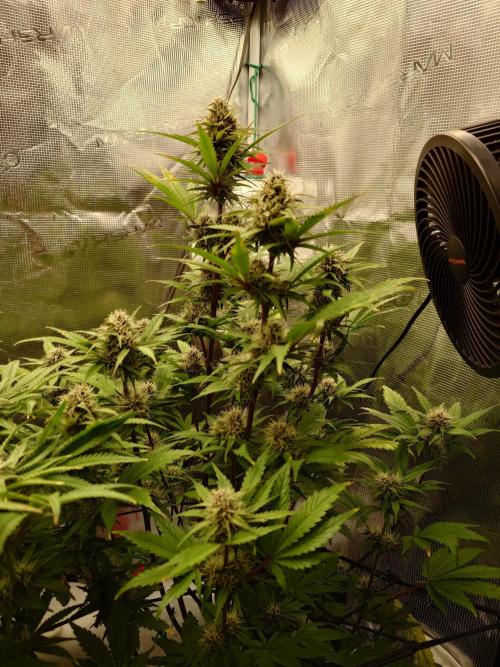 AA+BB+CC RF3 - AI-Grow. Week 8