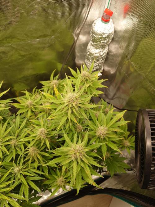 AA+BB+CC RF3 - AI-Grow. Week 8