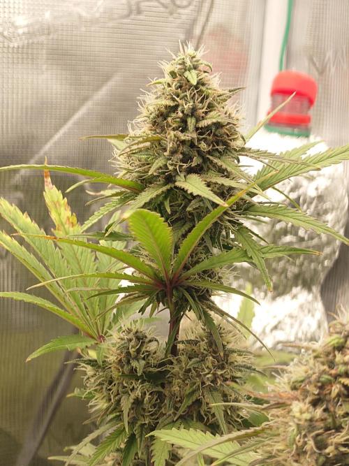 AA+BB+CC RF3 - AI-Grow. Week 9
