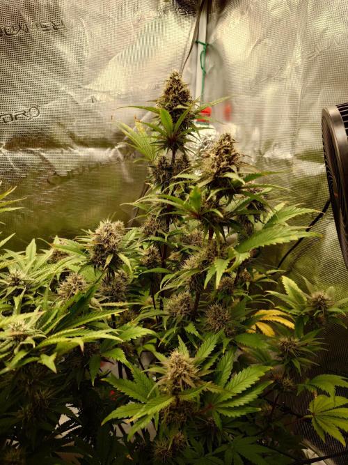AA+BB+CC RF3 - AI-Grow. Week 9