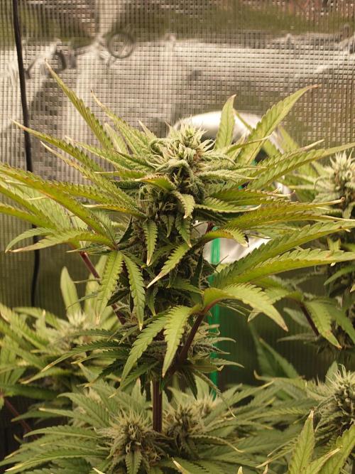 AA+BB+CC RF3 - AI-Grow. Week 9