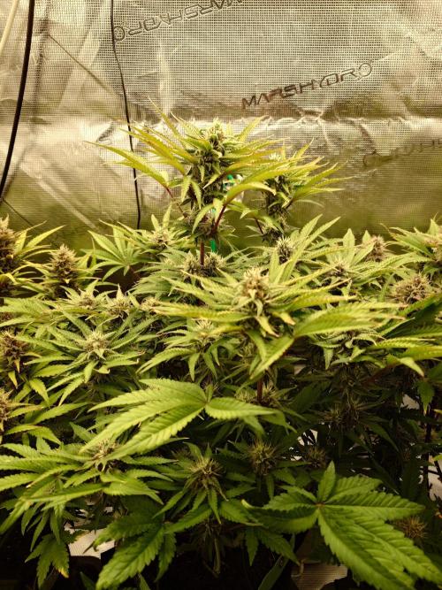 AA+BB+CC RF3 - AI-Grow. Week 9