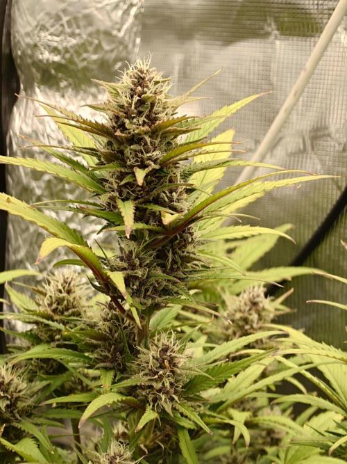 AA+BB+CC RF3 - AI-Grow. Week 9