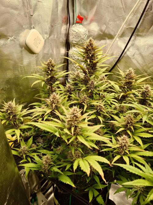 AA+BB+CC RF3 - AI-Grow. Week 9