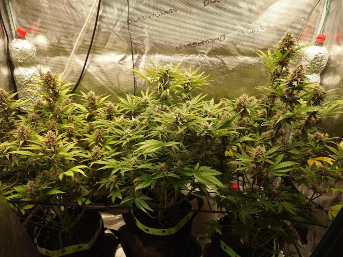 AA+BB+CC RF3 - AI-Grow. Week 9