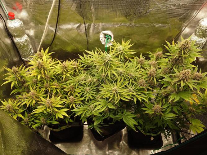 AA+BB+CC RF3 - AI-Grow. Week 9