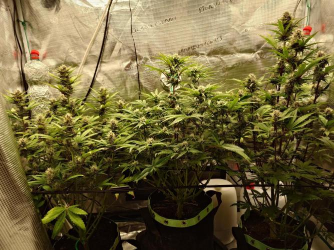 AA+BB+CC RF3 - AI-Grow. Week 9