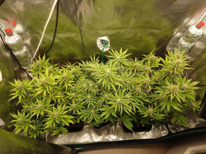 AA+BB+CC RF3 - AI-Grow. Week 9