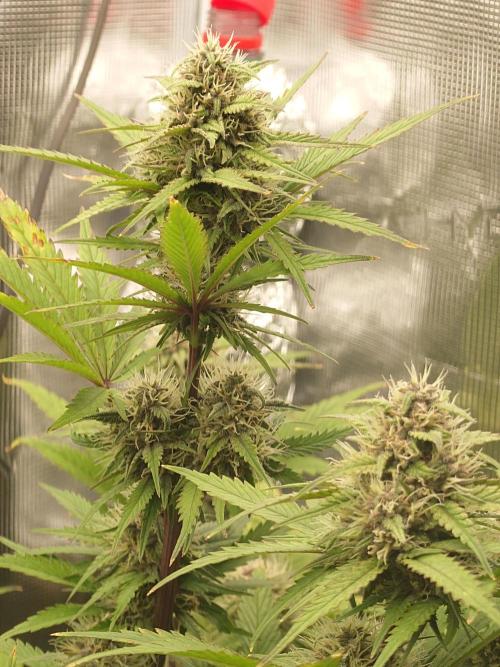 AA+BB+CC RF3 - AI-Grow. Week 9
