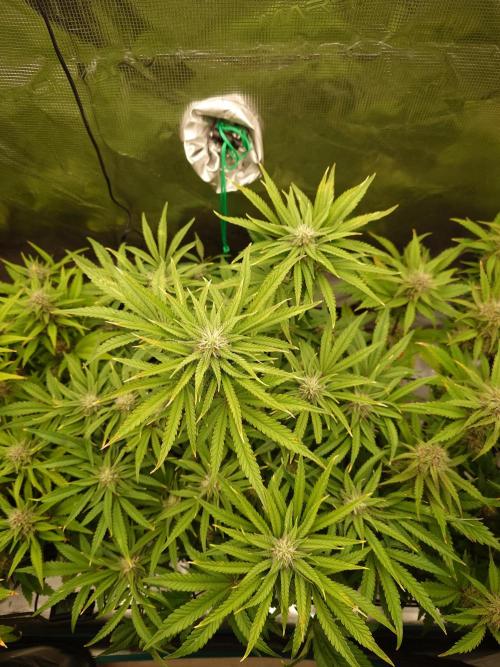 AA+BB+CC RF3 - AI-Grow. Week 9
