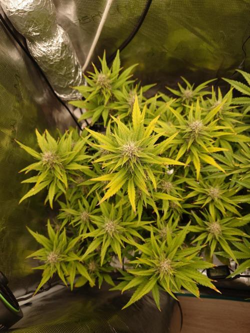 AA+BB+CC RF3 - AI-Grow. Week 9