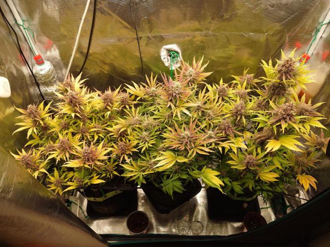 AA+BB+CC RF3 - AI-Grow. Week 10