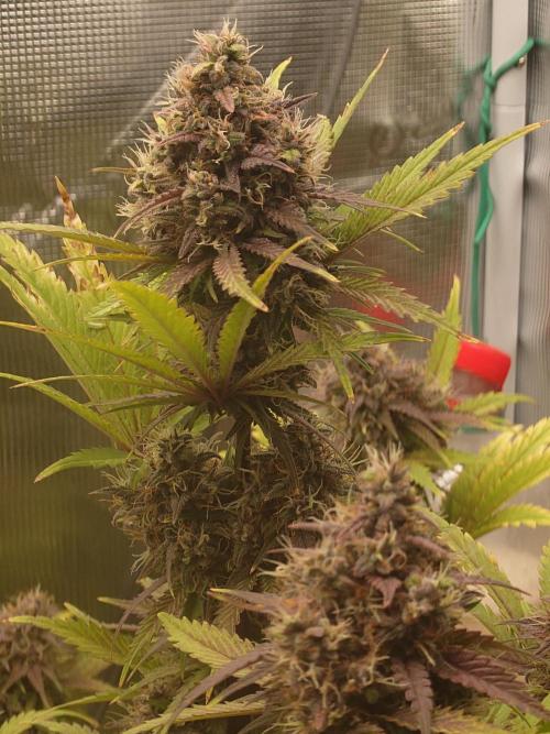 AA+BB+CC RF3 - AI-Grow. Week 10