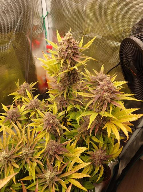AA+BB+CC RF3 - AI-Grow. Week 10