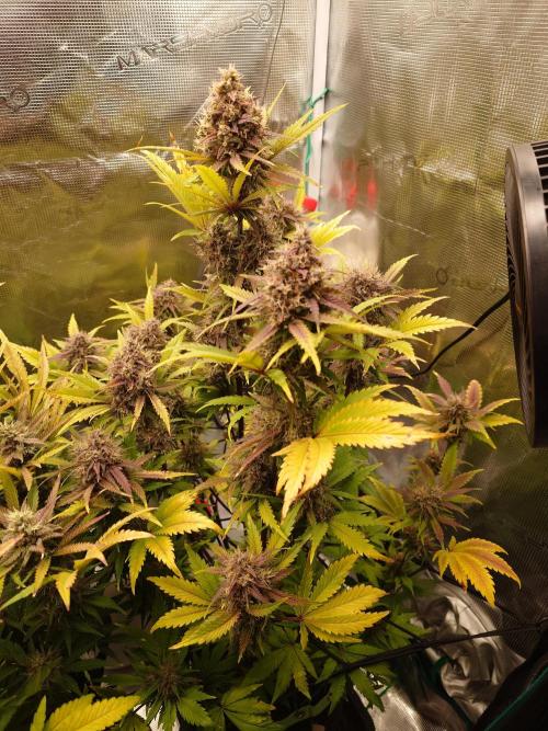 AA+BB+CC RF3 - AI-Grow. Week 10