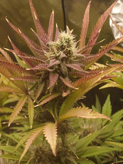 AA+BB+CC RF3 - AI-Grow. Week 10