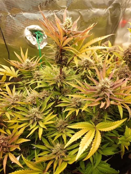 AA+BB+CC RF3 - AI-Grow. Week 10