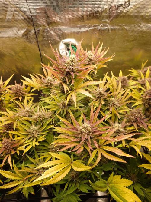 AA+BB+CC RF3 - AI-Grow. Week 10