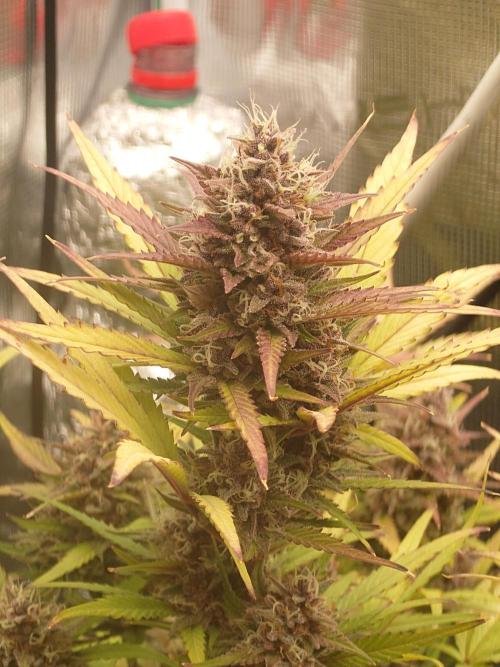 AA+BB+CC RF3 - AI-Grow. Week 10