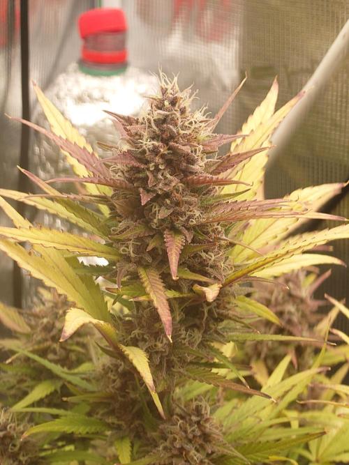 AA+BB+CC RF3 - AI-Grow. Week 10