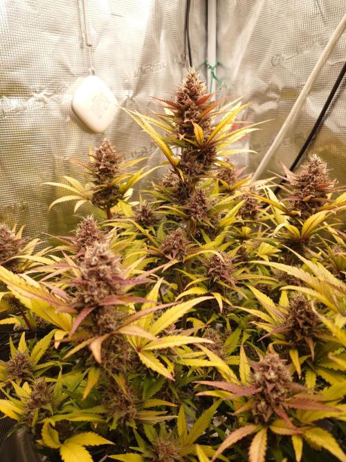 AA+BB+CC RF3 - AI-Grow. Week 10