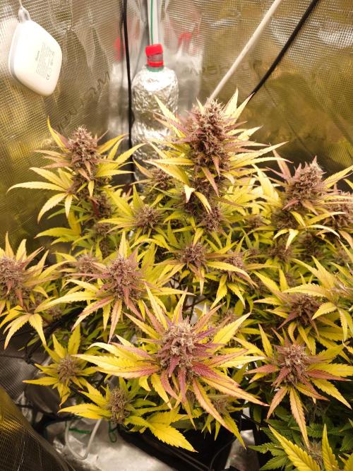 AA+BB+CC RF3 - AI-Grow. Week 10