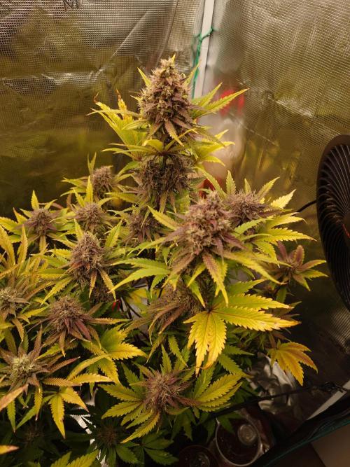 AA+BB+CC RF3 - AI-Grow. Week 10