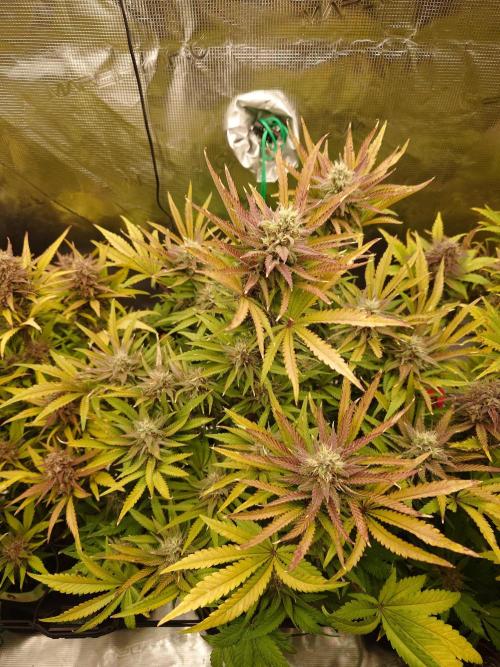 AA+BB+CC RF3 - AI-Grow. Week 10