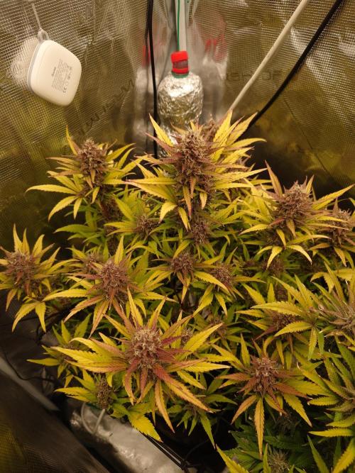 AA+BB+CC RF3 - AI-Grow. Week 10