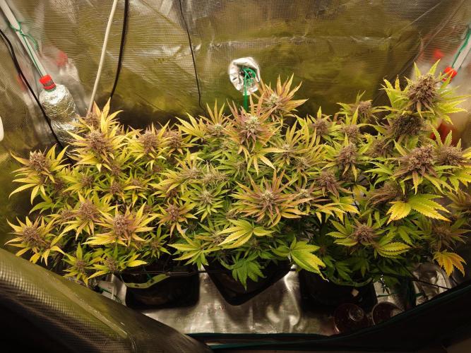 AA+BB+CC RF3 - AI-Grow. Week 10