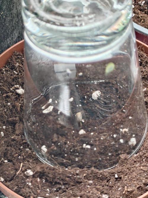 Granny´s Outdoor #1 - Fat Banana. Week 0