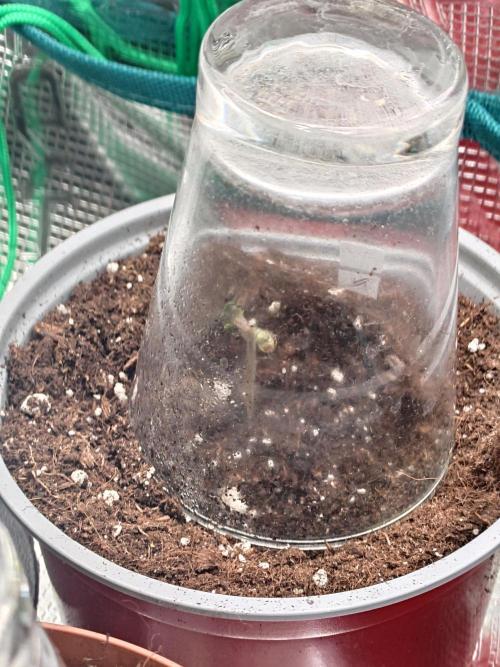Granny´s Outdoor #2 - Somango. Week 0