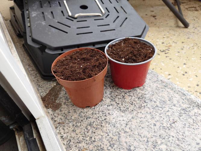 Granny´s Outdoor #2 - Somango. Week 0