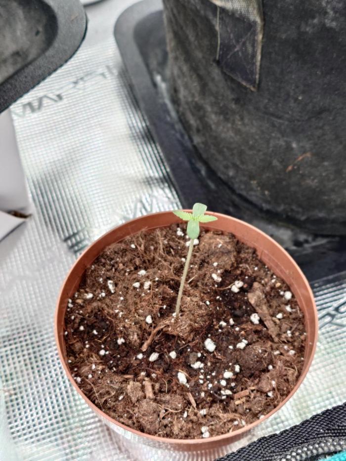 Granny´s Outdoor #1 - Fat Banana. Week 1
