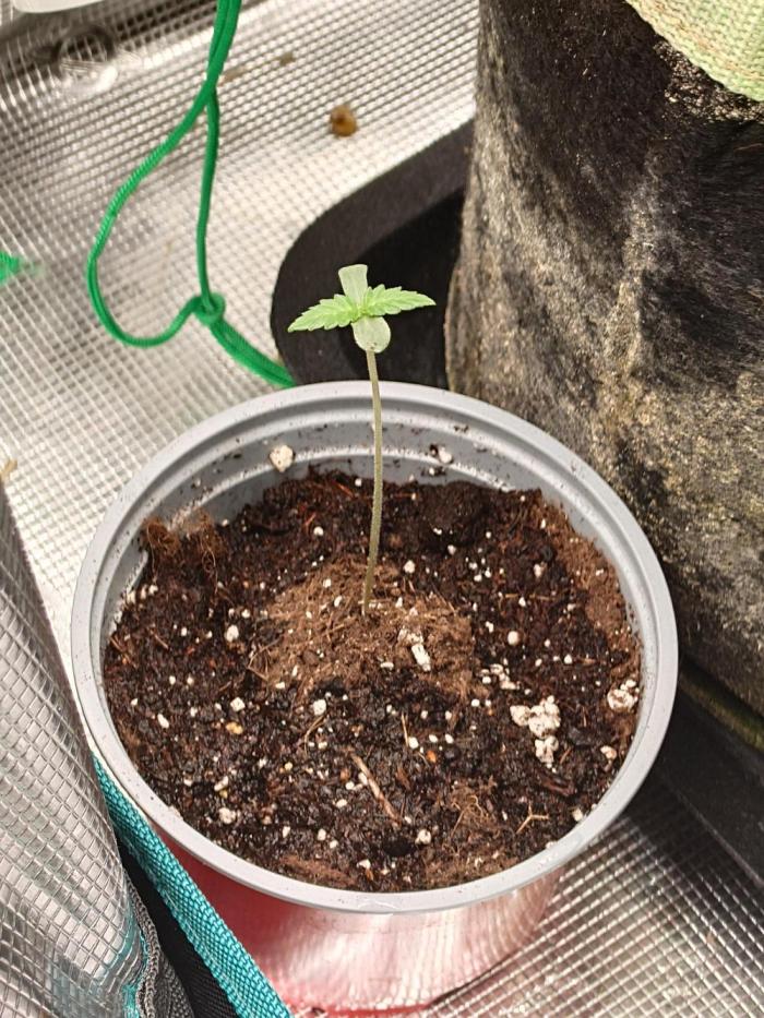 Granny´s Outdoor #2 - Somango. Week 1