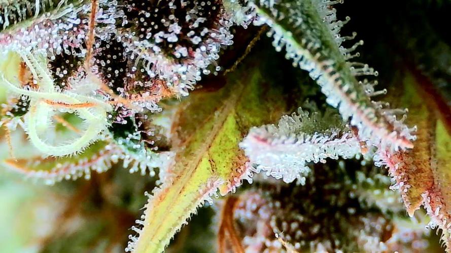 AA+BB+CC RF3 - AI-Grow. Week 11