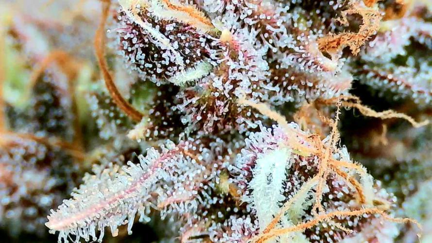 AA+BB+CC RF3 - AI-Grow. Week 11