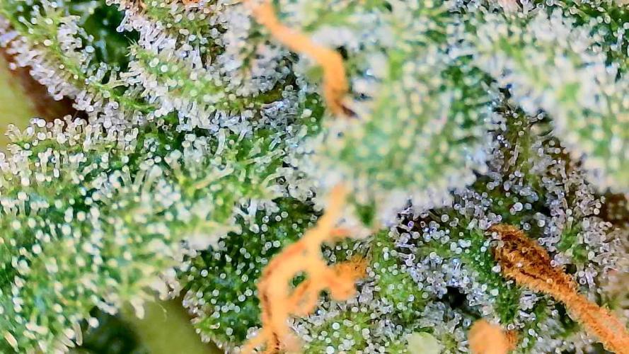 AA+BB+CC RF3 - AI-Grow. Week 11