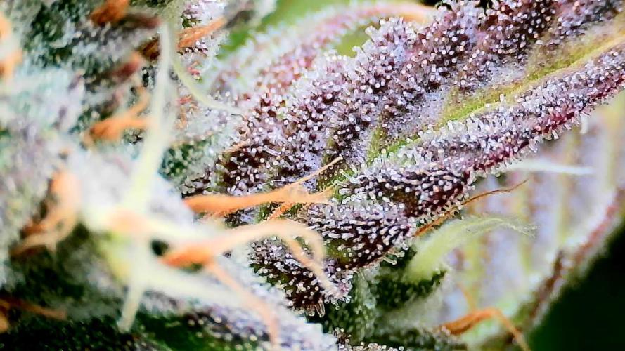 AA+BB+CC RF3 - AI-Grow. Week 11