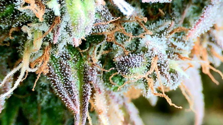 AA+BB+CC RF3 - AI-Grow. Week 11