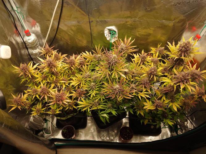 AA+BB+CC RF3 - AI-Grow. Week 11
