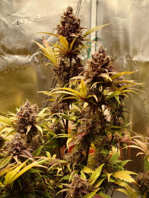 AA+BB+CC RF3 - AI-Grow. Week 11