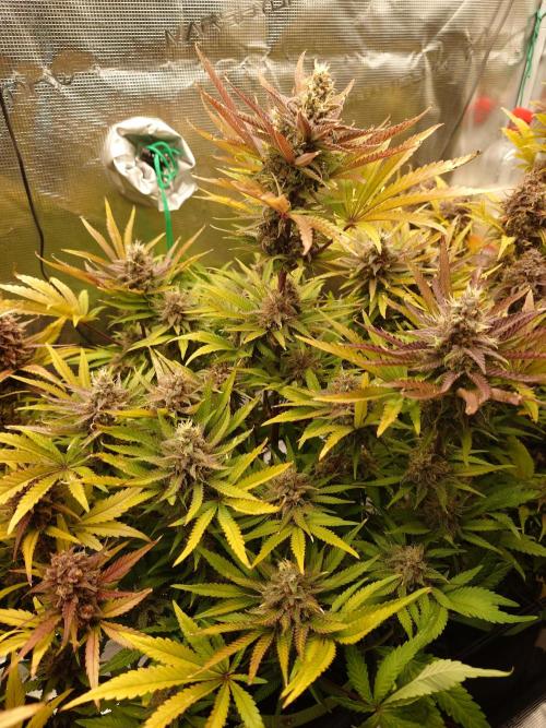 AA+BB+CC RF3 - AI-Grow. Week 11