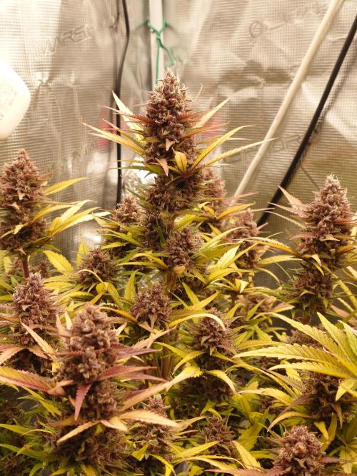 AA+BB+CC RF3 - AI-Grow. Week 11