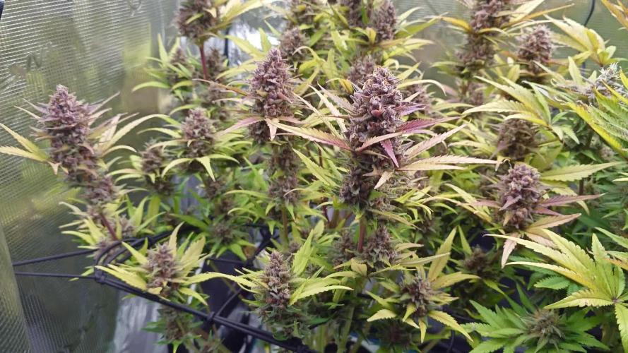 AA+BB+CC RF3 - AI-Grow