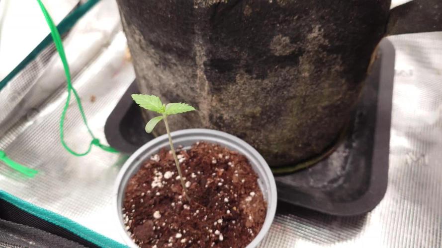 AA+BB+CC RF3 - AI-Grow