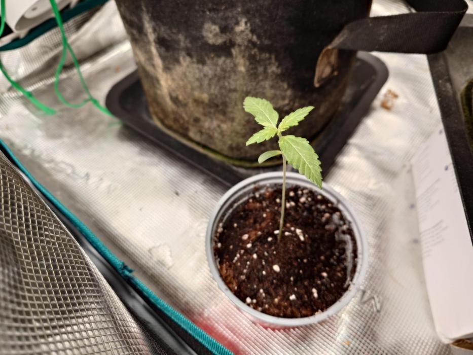Granny´s Outdoor #2 - Somango. Week 2