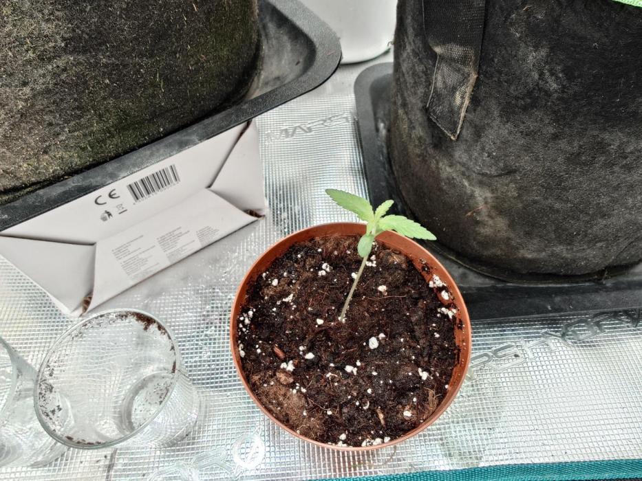 Granny´s Outdoor #1 - Fat Banana. Week 2