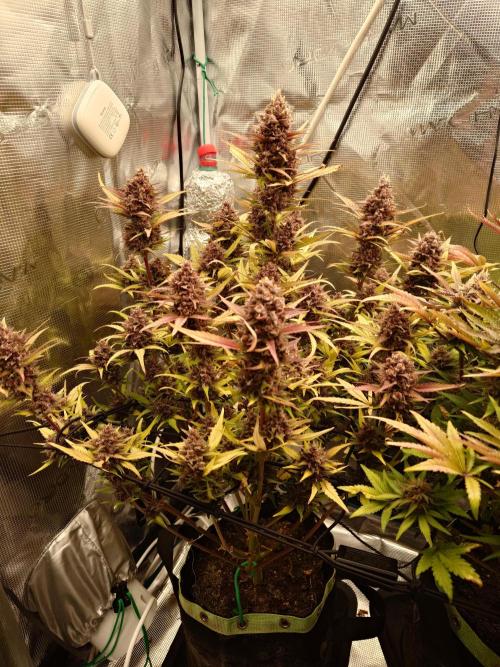 AA+BB+CC RF3 - AI-Grow. Week 12