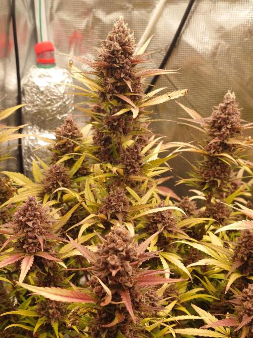 AA+BB+CC RF3 - AI-Grow. Week 12